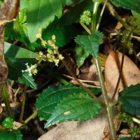 Pilea wightii Wedd.